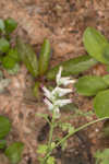 Ramping fumitory